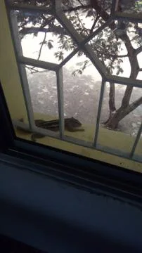 Squirrel taking rest in window Stock Photos