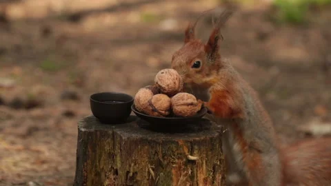 Squirrel tastes a walnut close-up shot. Stock Footage 153839372