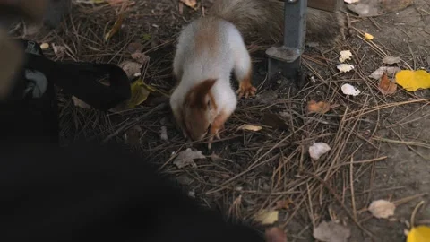 A squirrel tears up leaves on the ground to hide or find something Stock Footage 229860312