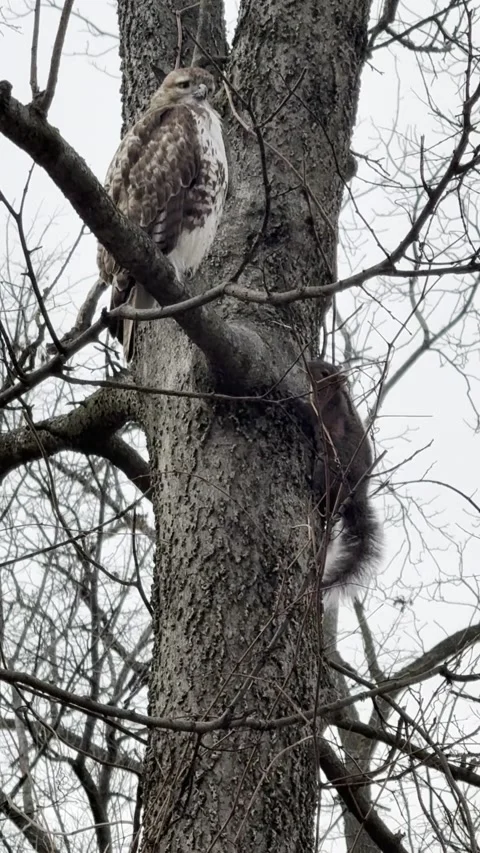 Squirrel Teases Red-tailed Hawk, Glenview, Illinois, USA - 04 Feb 2025 Stock Footage 305491572