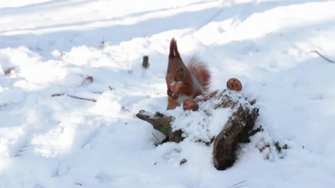 Squirrel teastes nuts choosing the best Stock Footage 147082283