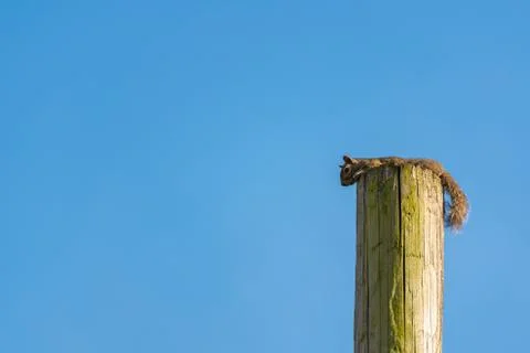 Squirrel On Telephone Pole Foto stock