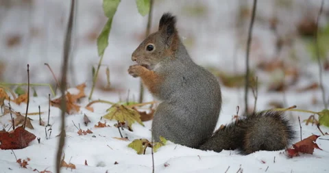 Squirrel with a thick winter coat stands on the snow, munching on a nut. Blurry Stock Footage 291718618