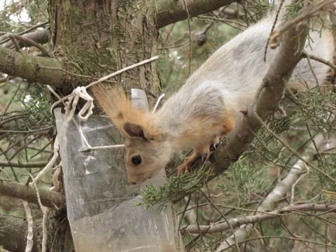 Squirrel is thirsty Stock Photos