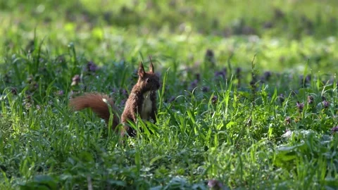 Squirrel through the grass Stock Footage 238903381
