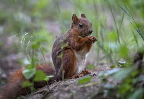 Squirrel through grass Stock Photos