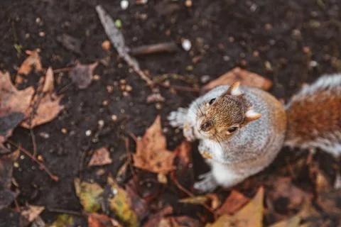 Squirrel on top of leaves during fall Stock Photos