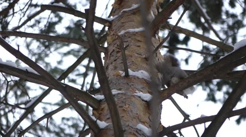 A squirrel in the top of the tree .mp4 库存影片 57290190