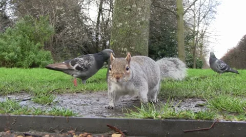 Squirrel touching camera Stock Footage 30486344