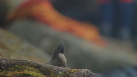 Squirrel in training climbers Video stock 83792567