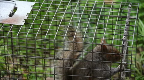 Squirrel in a trap Stock Footage 2779243