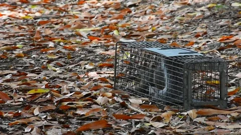 Squirrel trapped in man-made trap. Sale and trade of wild animals. Stock Footage 162712414