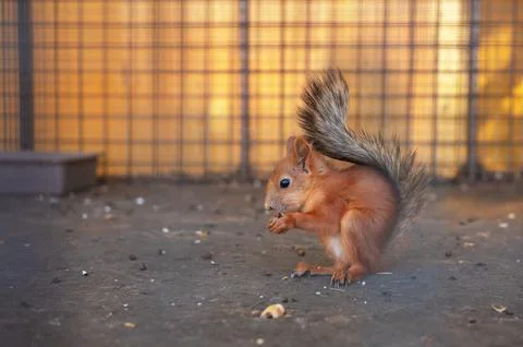 Squirrel trapped in a zoo Stock Photos