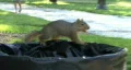 Squirrel On Trash Can HD Footage