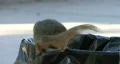Squirrel In Trash Can HD Footage