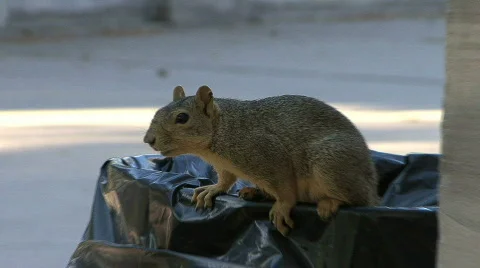 Squirrel In Trash Can Stock Footage 233096