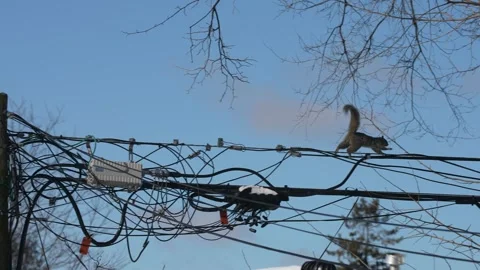 Squirrel Traversing Power Wires in Winter Stock Footage 305957657