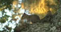 Squirrel In A Tree 02 HD Footage