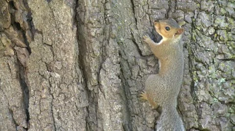 Squirrel on a tree (1 of 4) Video stock 10685415