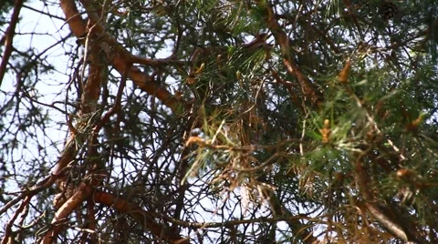 Squirrel on a tree 2 Stockbeeldmateriaal 40675975