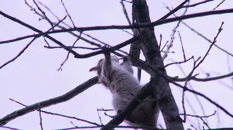 Squirrel on a tree 3 Stock Footage 10799430