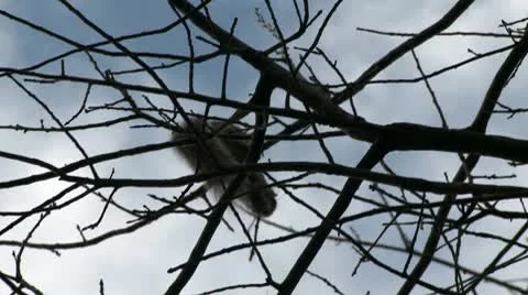 Squirrel on a tree 4 Stock Footage 10799483