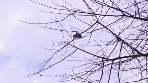 Squirrel on a tree 6 Video stock 10799415