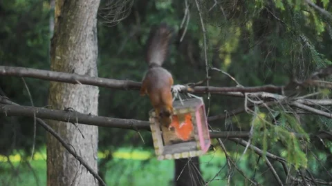 Squirrel tree  animal forest cute 스톡 동영상 108207971