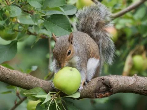 A Squirrel In A Tree With An Apple Between Its Paws/Claws?! Stock Photos