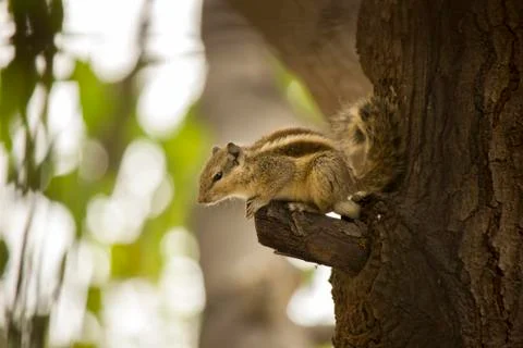 Squirrel on a Tree from Asia Stock Photos