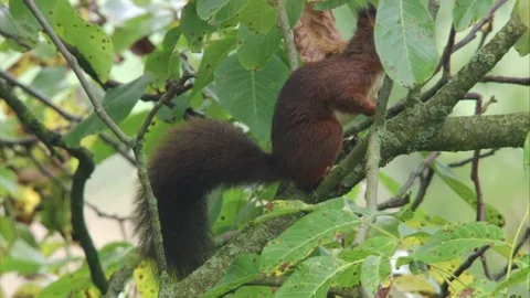 Squirrel in a tree in autumn Stock Footage 283460198