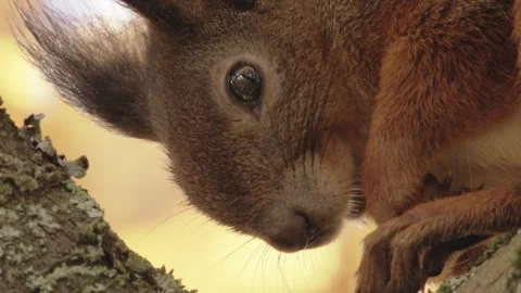 Squirrel on a tree in autumn looks into the camera Stock Footage 283460240