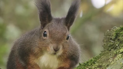 Squirrel on a tree in autumn looks into the camera Stock Footage 283460312
