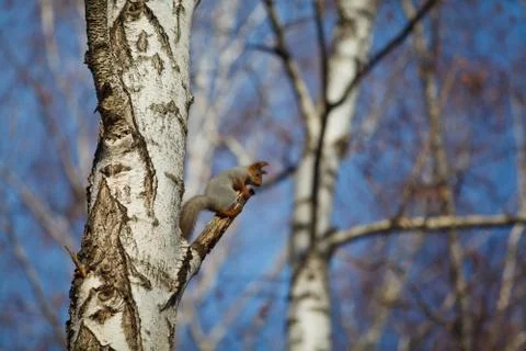 Squirrel on the tree autumn Stock Photos