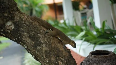 Squirrel on a tree on Bali Stock Photos