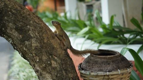 Squirrel on a tree on Bali Stock Photos