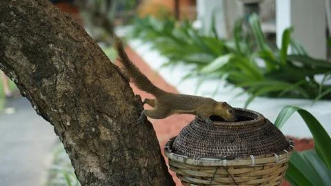 Squirrel on a tree on Bali Stock Photos