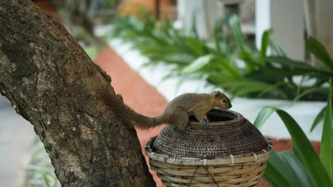 Squirrel on a tree on Bali Stock Photos