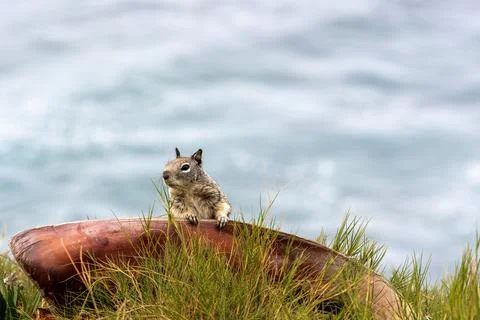 Squirrel with Tree Bark Фото