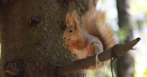 Squirrel on a tree. Beautiful close-up in the forest. Stock Footage 131501680