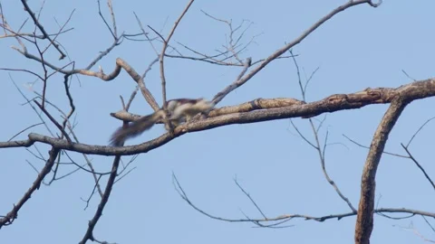 Squirrel on Tree Branch Against Blue Sky Stock-Footage 326086524