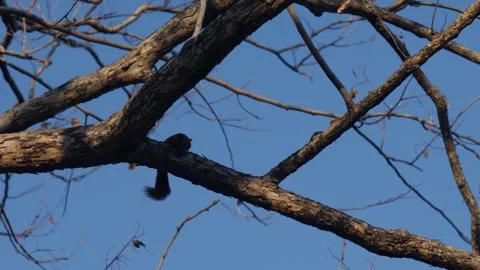 Squirrel on Tree Branch Against Blue Sky Stock Footage 326086563
