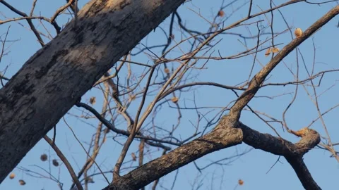 Squirrel on Tree Branch Against Blue Sky Stock Footage 326989492