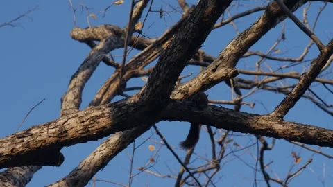 Squirrel on Tree Branch Against Blue Sky Stock Footage 326989494