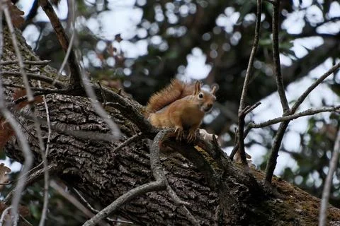 Squirrel on a tree branch. Close-up of a squirrel. 스톡 사진