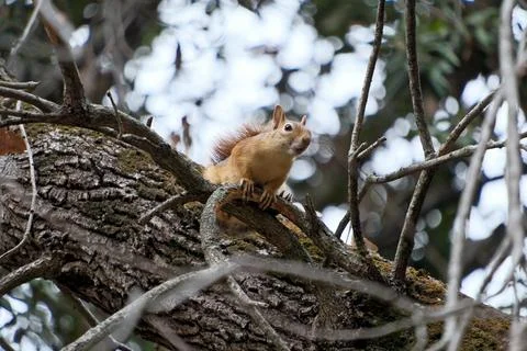 Squirrel on a tree branch. Close-up of a squirrel. Foto stock