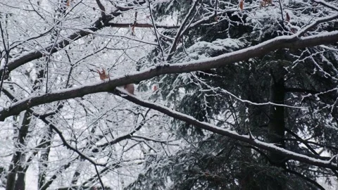 Squirrel on the tree branch covered with the first snow. American red squirrel o Stock Footage 228202902