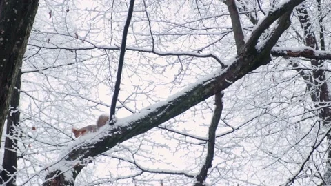 Squirrel on the tree branch covered with the first snow. American red squirrel o Stock Footage 228203096