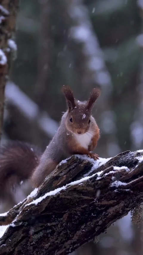 Squirrel on a tree branch during snowfall Stock Footage 321184617