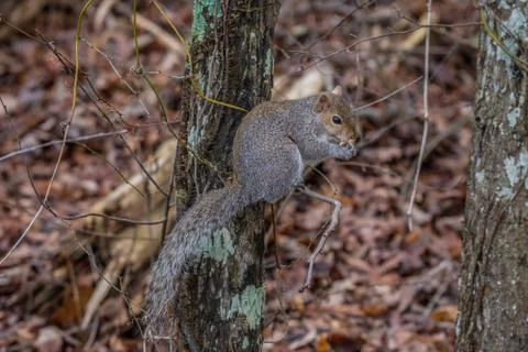Squirrel on a tree branch eating Stock Photos